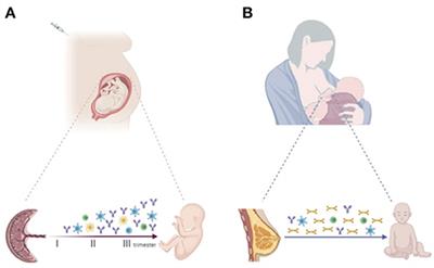 The Protective Role of Maternal Immunization in Early Life